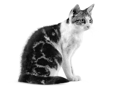 american wirehair