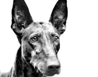 podenco canario ritratto