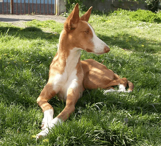 Podenco Ibicenco 3 podenco-ibicenco-femmina