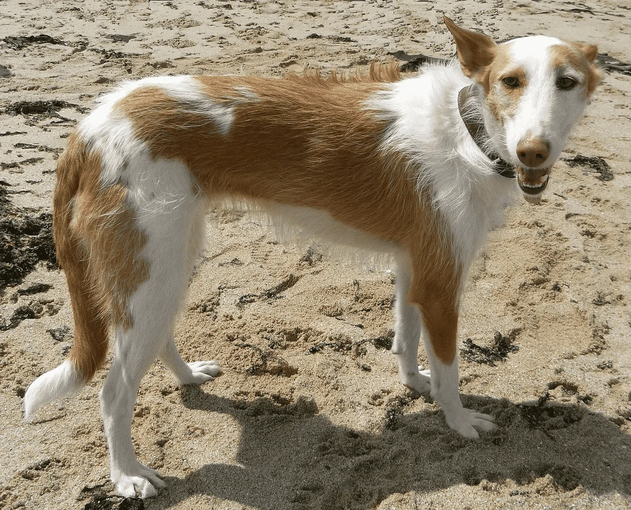 Podenco Ibicenco 5 podenco ibicenco pelo lungo