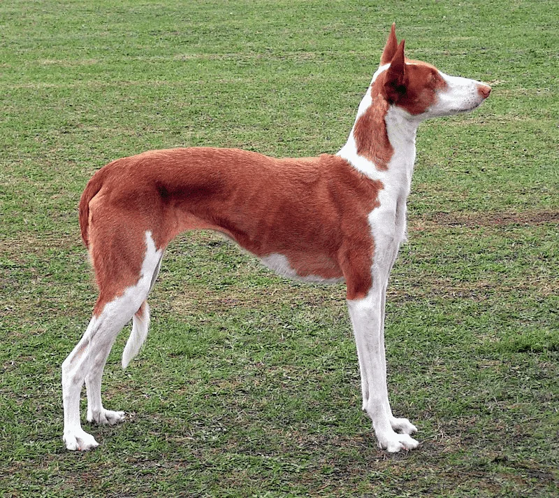 Podenco Ibicenco 2 podenco ibicenco profilo
