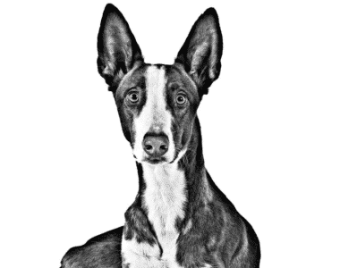 podenco ibicenco ritratto