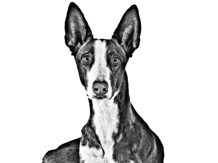 podenco ibicenco ritratto