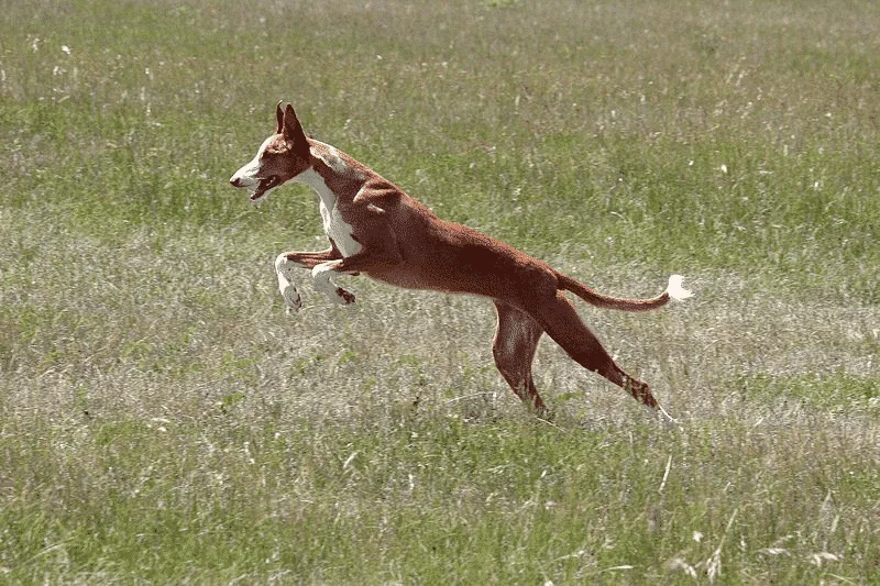 Podenco Ibicenco 4 podenco ibicenco salto
