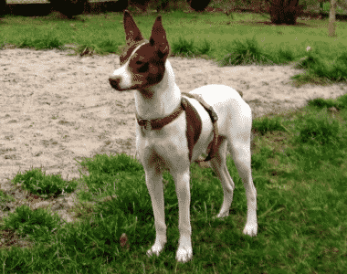 Ratonero- valenciano