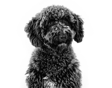 cane-d-acqua-spagnolo