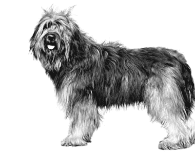 cane-da-pastore-catalano-ritratto