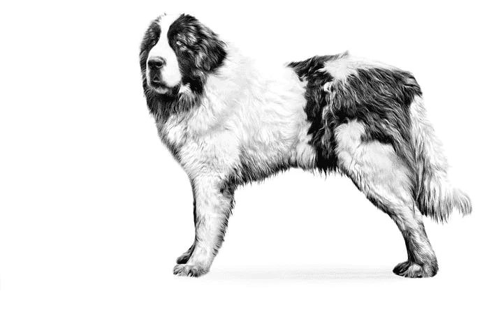 mastino dei pirenei ritratto