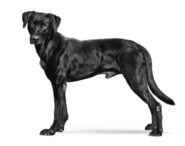 pastore mallorquin ritratto