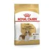 Royal Canin BHN Cavalier King | AlanDog