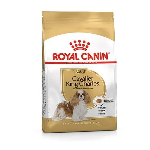 Royal Canin BHN Cavalier King | AlanDog