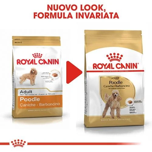 Barbone ritratto di razza