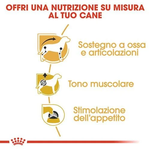Royal Canin BHN Dachshund Adult - Foto 5 | AlanDog