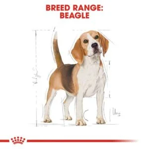 beagle-adult-royal-canin