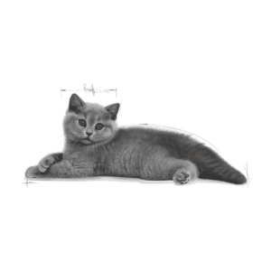 Royal Canin FBN Kitten British Shorthair - Foto 1 | AlanDog