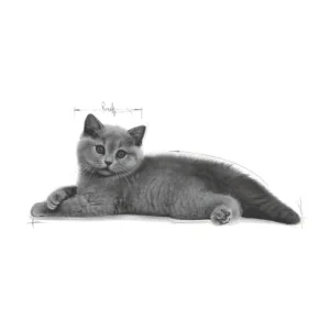Royal Canin FBN Kitten British Shorthair - Foto 1 | AlanDog