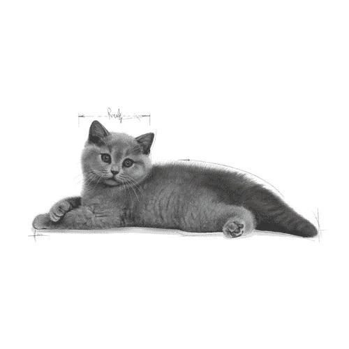 british gatto Royal Canin FBN Kitten British Shorthair - Foto 1 | AlanDog