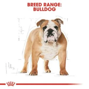 bulldog-adult