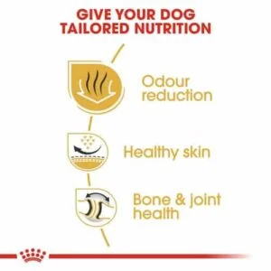 bulldog-royal-canin