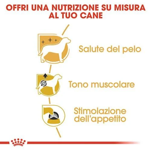 Royal Canin BHN Poodle - Foto 4 | AlanDog