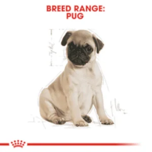 carlino_puppy