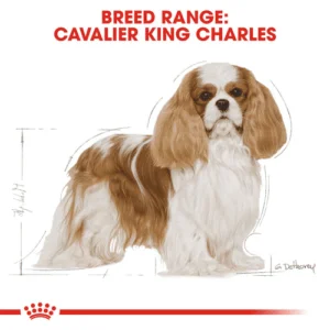 cavalier_king