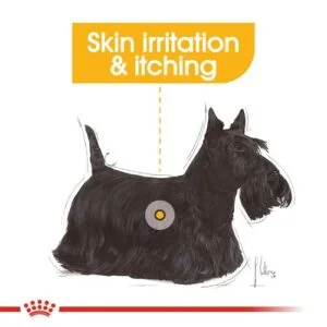 dermaconfort-mini-royal-canin