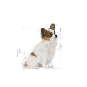 extra-small-royal-canin