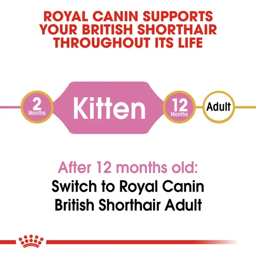 gatto british shorthair Royal Canin FBN Kitten British Shorthair - Foto 5 | AlanDog
