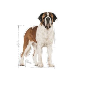 giant-adult-royal-canin
