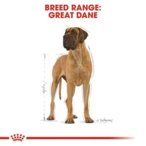 greatdane-royal-canin