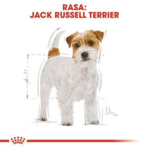jack_russel