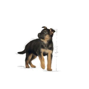 maxi-puppy-royal-canin