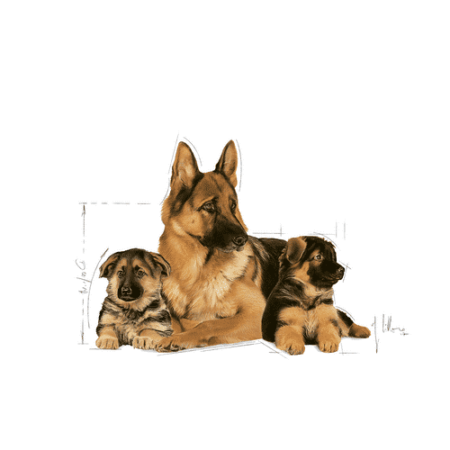 maxi_starter_royal_canin