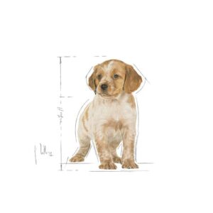 medium_puppy_royal_canin