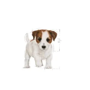 mini-puppy-secco-royal-canin