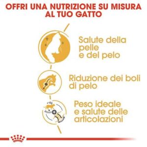 Royal Canin FBN Norvegese - Foto 1 | AlanDog