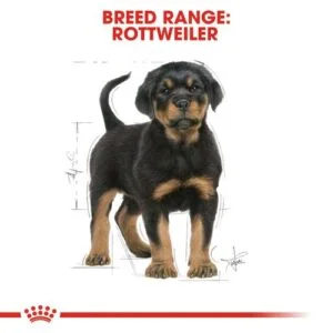 puppy-rottweiler-puppy-royal-canin