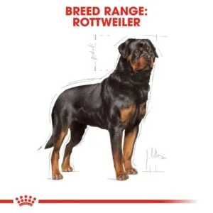 rottweiler-adult-royal-canin