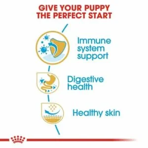 royal-canin-french-puppy-bulldog