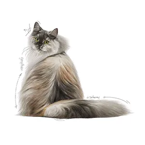 Royal Canin FCN Gatto Hair&Skin Care - Foto 3 | AlanDog