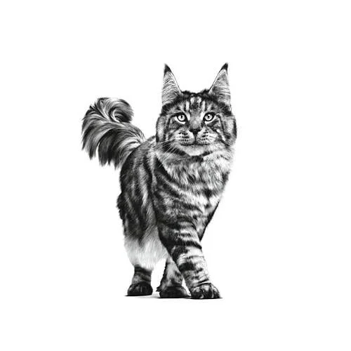 royal-canin-gastro-intestinal-moderate-calorie-gatto Royal Canin VHN Gastro Intestinal Moderate Calorie Buste Gatto - Foto 3 | AlanDog