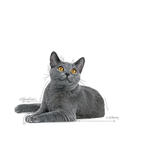 Royal Canin FCN Gatto Dental Care - Foto 7 | AlanDog