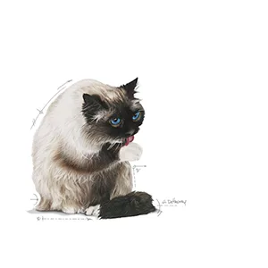Royal Canin FCN Gatto Hairball Care - Foto 2 | AlanDog