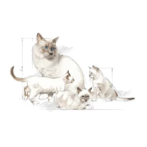 Royal canin babycat milk