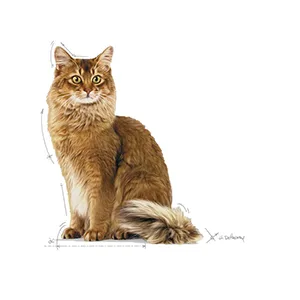 Royal Canin FCN Light Weight Care Gatto - Foto 6 | AlanDog