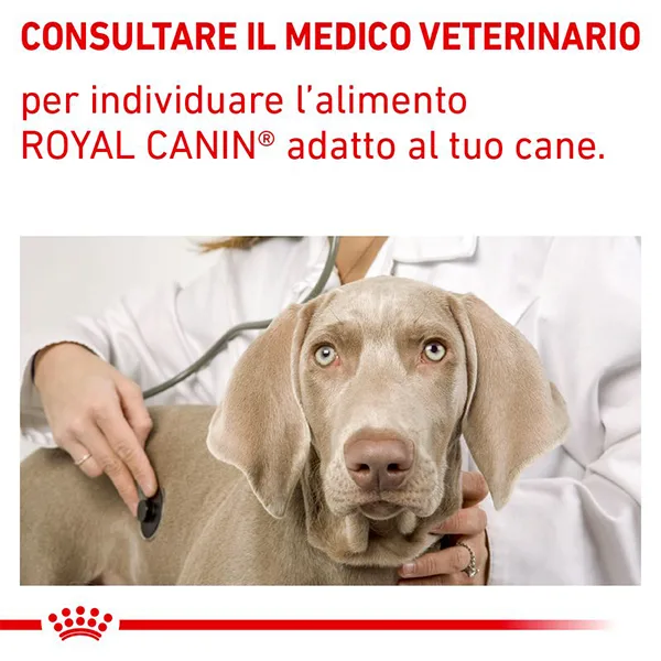 Royal Canin Recovery Scatolette Umido per Cani e Gatti - Foto 7 | AlanDog