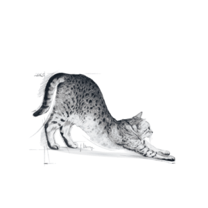 Royal Canin FHN Indoor - Foto 1 | AlanDog