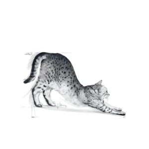 Royal Canin FHN Indoor - Foto 1 | AlanDog