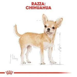 royal chihuahua